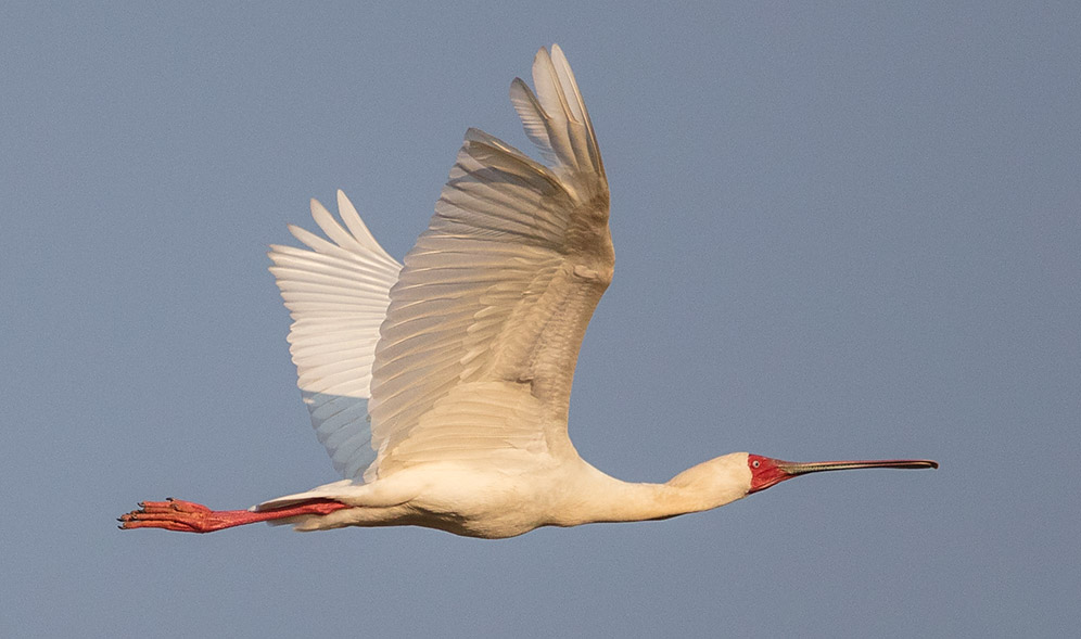 African Spoonbill in flight